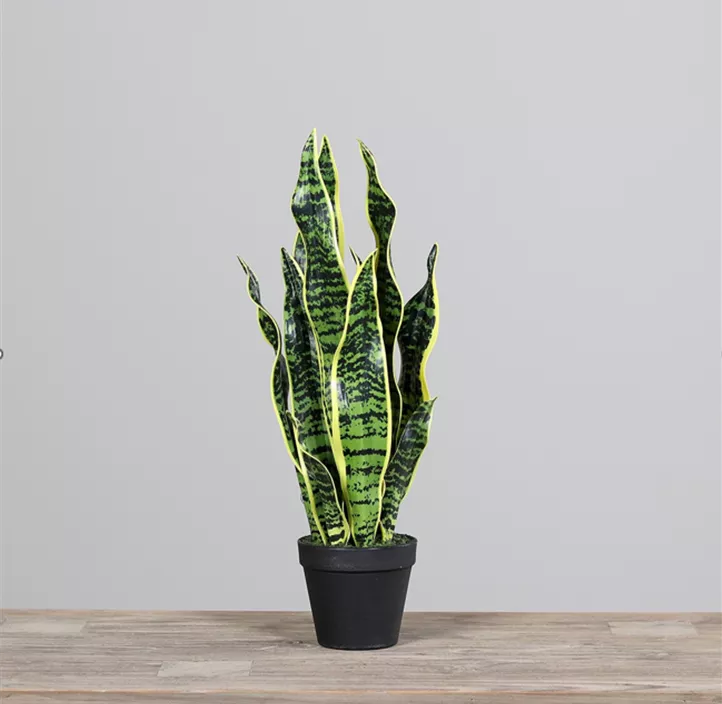 Sanseveria im Kunstofftopf