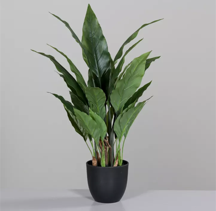 Spathiphyllum im Kusntstofftopf