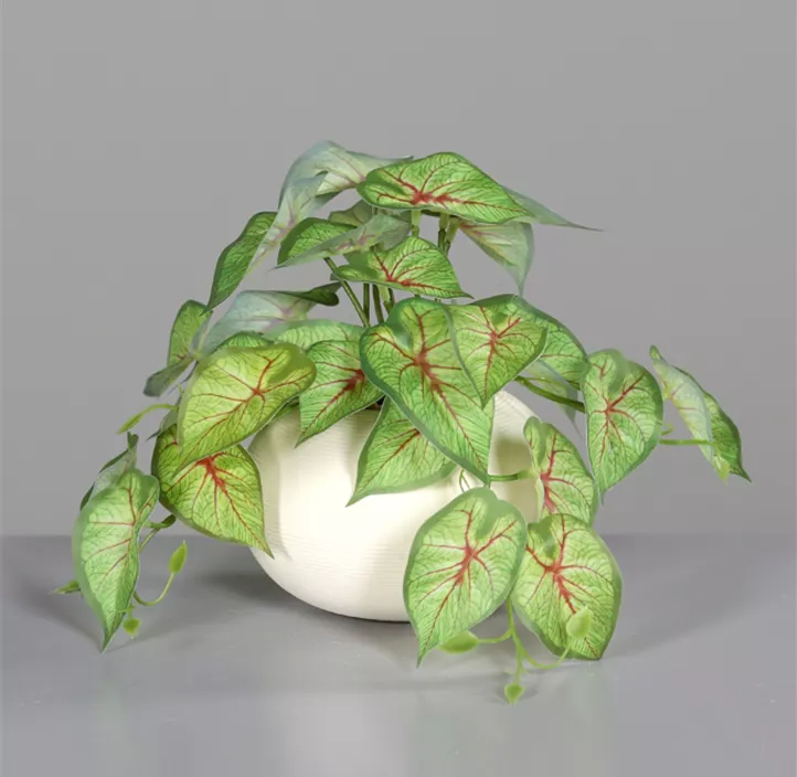 Syngonium Ranke im Keramiktopf