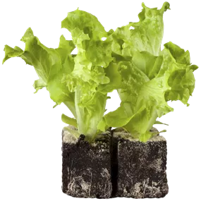 Lactuca sativa Lactuca sativa