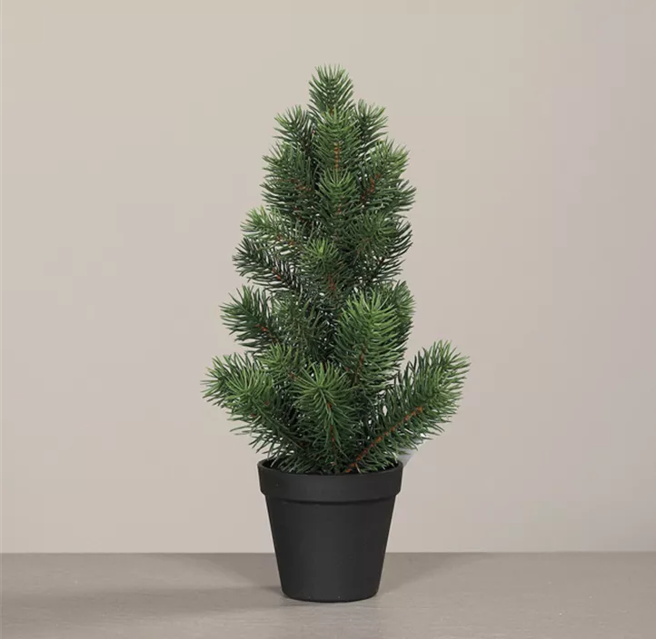 Tannenbaum im Topf