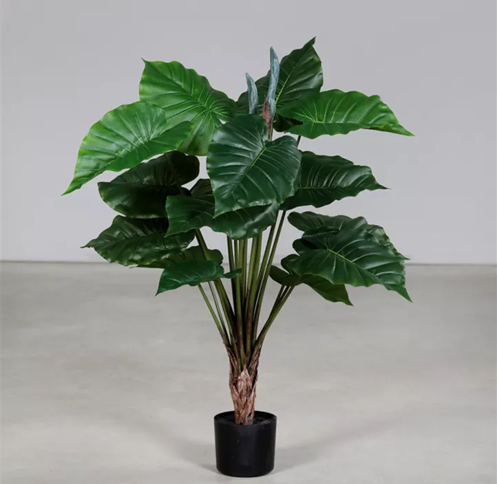 Taro im schwarzen Kunststofftopf