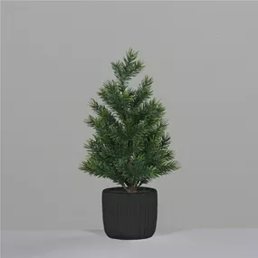 Tannenbaum im Topf