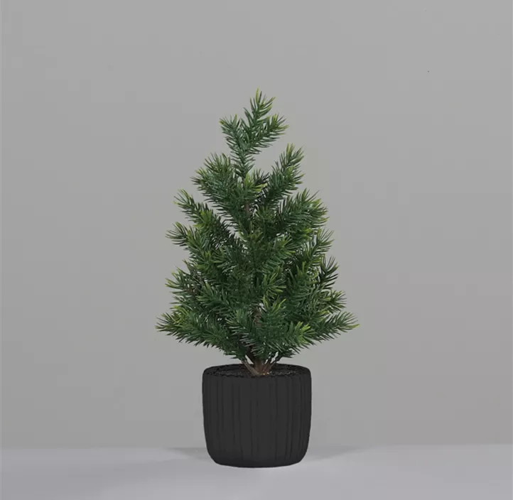 Tannenbaum im Topf