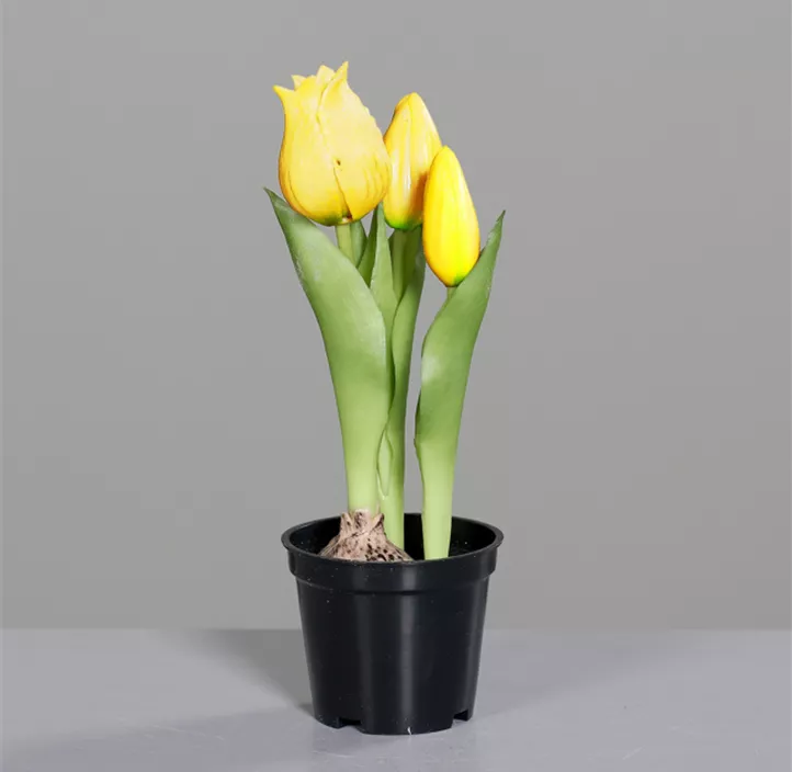 Tulpe im Topf