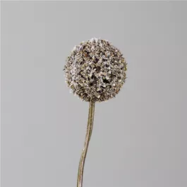 Allium beflockt