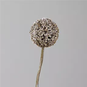 Allium beflockt