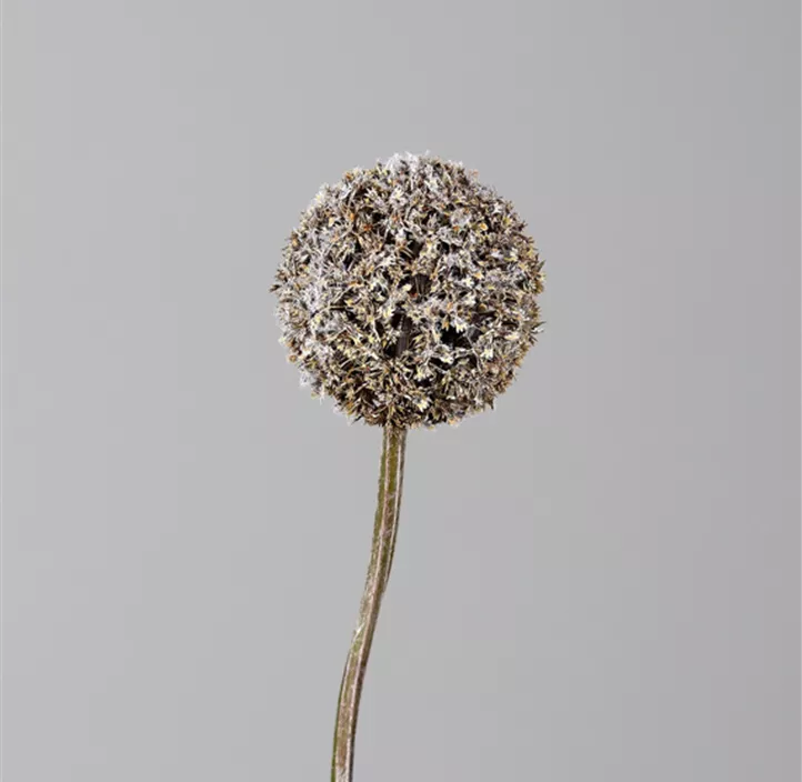 Allium beflockt