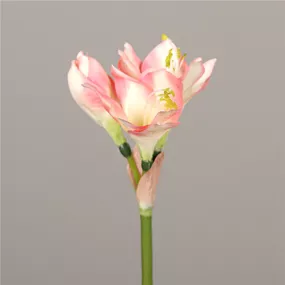 Amaryllis, rosé