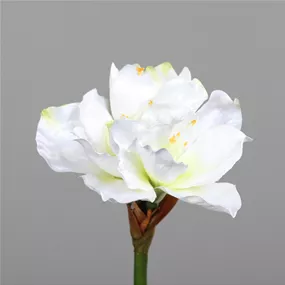 Amaryllis 