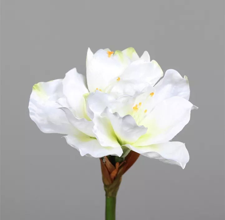 Amaryllis 