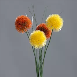 Allium x2