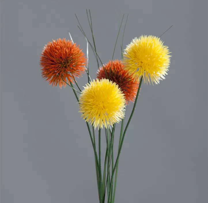 Allium x2