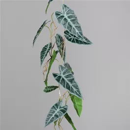 Alocasia Ranke