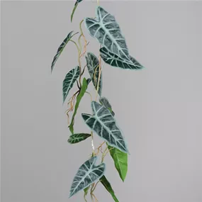Alocasia Ranke