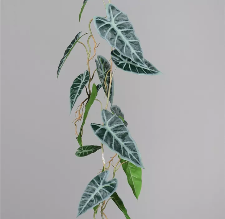 Alocasia Ranke