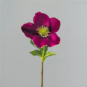 Christrose Velvet beglittert
