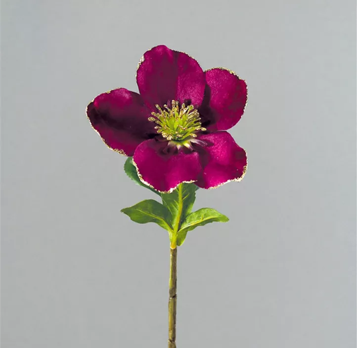 Christrose Velvet beglittert