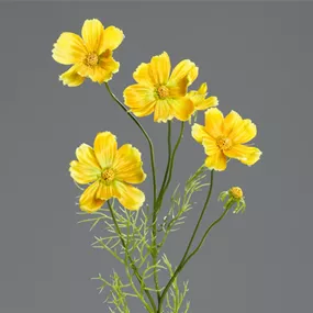 Cosmea