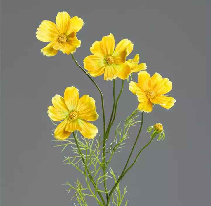 Cosmea