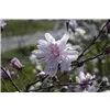bellaflora Gartencenter GmbH
