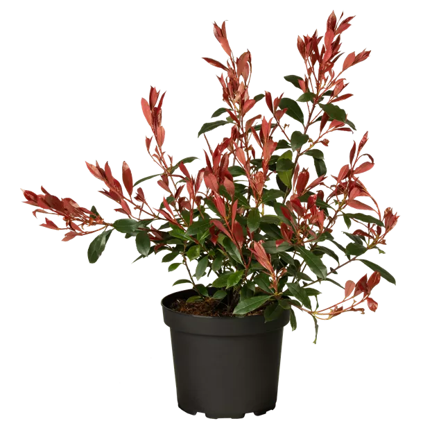 baby toes plant Fenestraria Aurantiaca (Baby Toes, Window Plant) Seeds main image 1