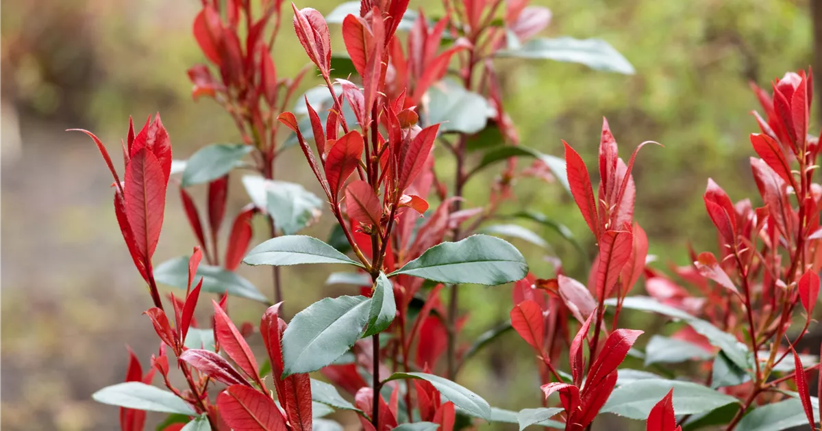 Photinia fraseri Carre Rouge, Glanzmispel 'Carr Rouge' - Bellaflora
