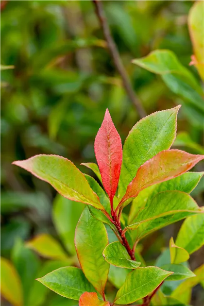 Photinia fraseri Carre Rouge Hochstamm, Glanzmispel 'Carr Rouge' -  Bellaflora