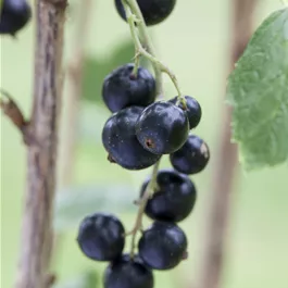 Schwarze Johannisbeere Lowberry 'Litte Black Sugar'