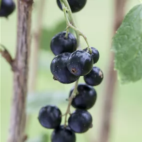 Schwarze Johannisbeere Lowberry 'Litte Black Sugar'