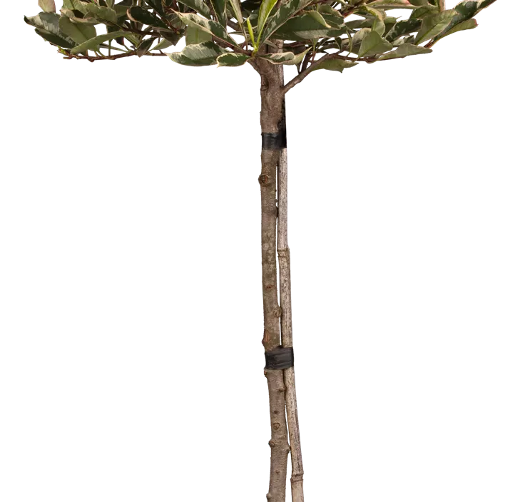 Glanzmispel 'Pink Marble'® Glanzmispel 'Pink Marble'®