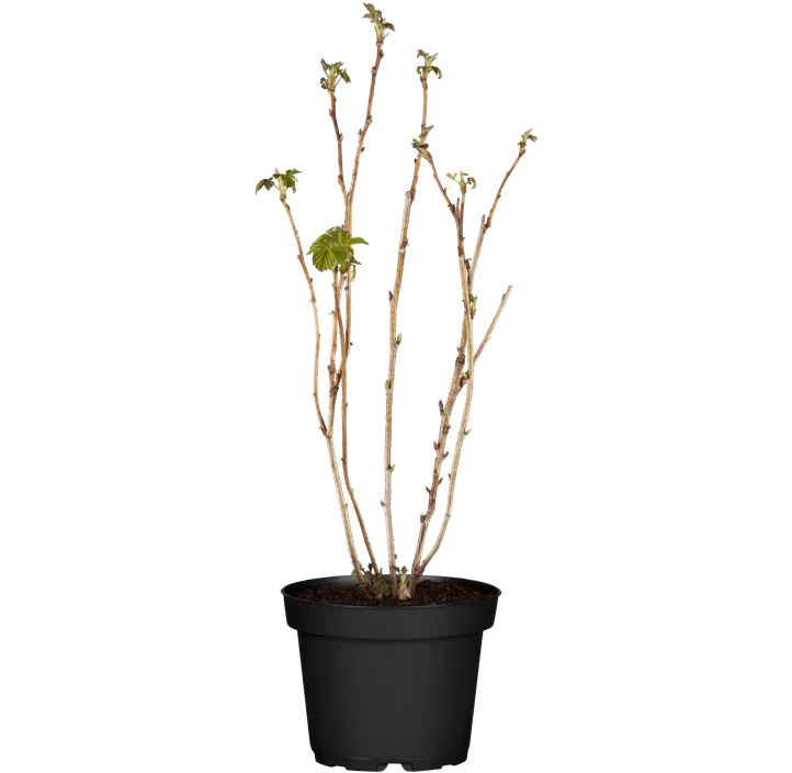 Himbeere 'ZEFA 3 Herbsternte'