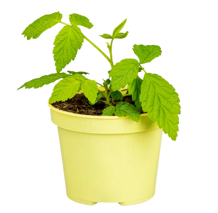 Zwerghimbeere 'Lowberry® Little Sweet Sister®' Zwerghimbeere 'Lowberry® Little Sweet Sister®'