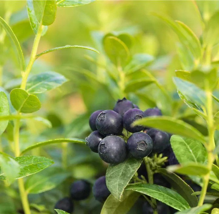 Heidelbeere 'BrazelBerry® Berry Bux®' Heidelbeere 'BrazelBerry® Berry Bux®'