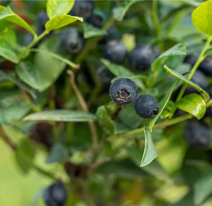 Heidelbeere 'BrazelBerry® Berry Bux®' Heidelbeere 'BrazelBerry® Berry Bux®'