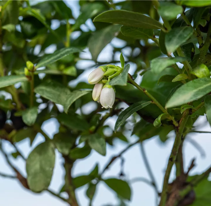 Heidelbeere 'BrazelBerry® Berry Bux®' Heidelbeere 'BrazelBerry® Berry Bux®'