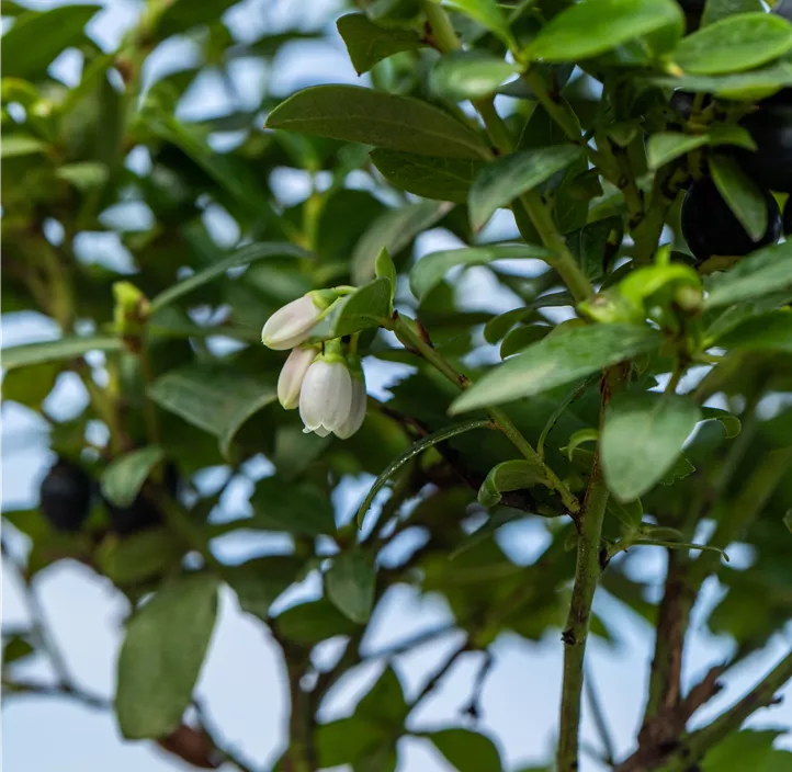 Heidelbeere 'BrazelBerry® Berry Bux®' Heidelbeere 'BrazelBerry® Berry Bux®'