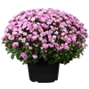 bellaflora Gartencenter GmbH