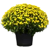 bellaflora Gartencenter GmbH