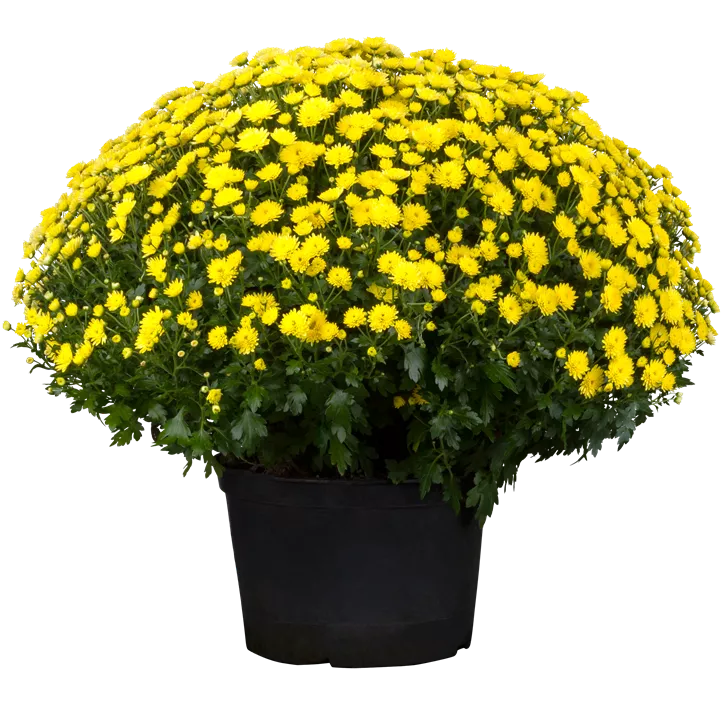 Herbst-Chrysantheme