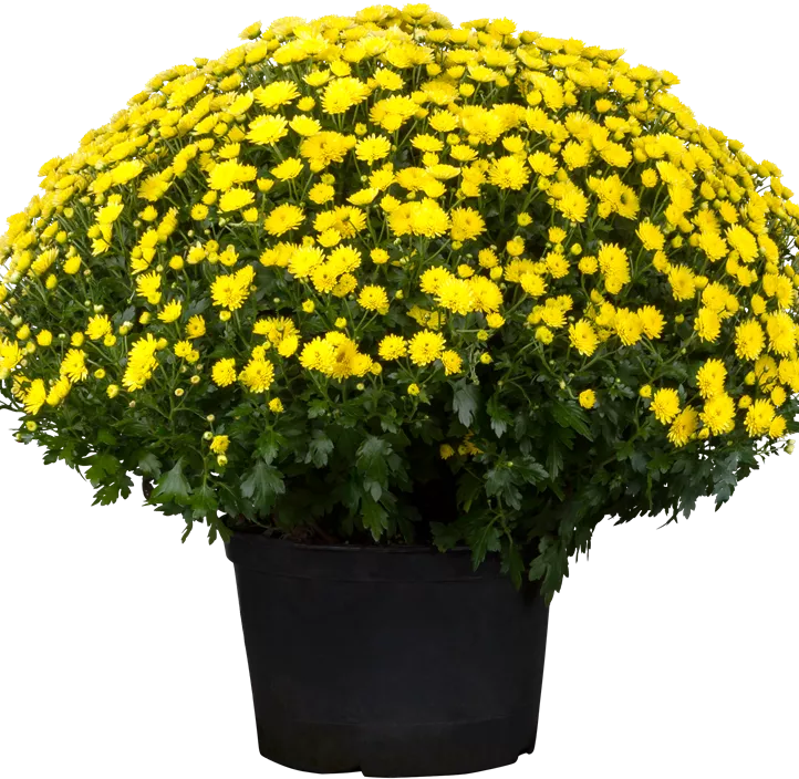 Herbst-Chrysantheme