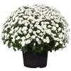 bellaflora Gartencenter GmbH