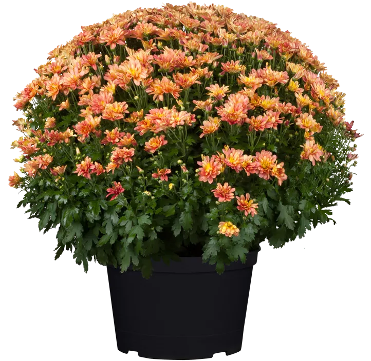 Herbst-Chrysantheme