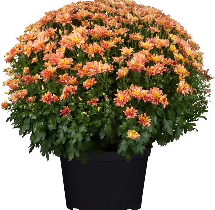 Herbst-Chrysantheme