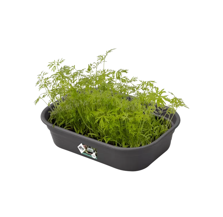 Green Basics Anzuchtkisterl mit Loch