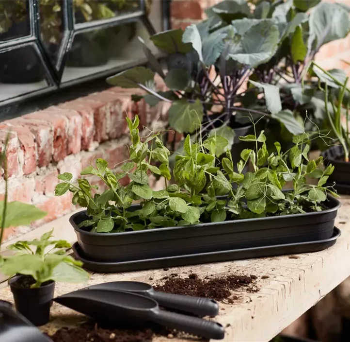 Green Basics Anzuchtkisterl mit Loch