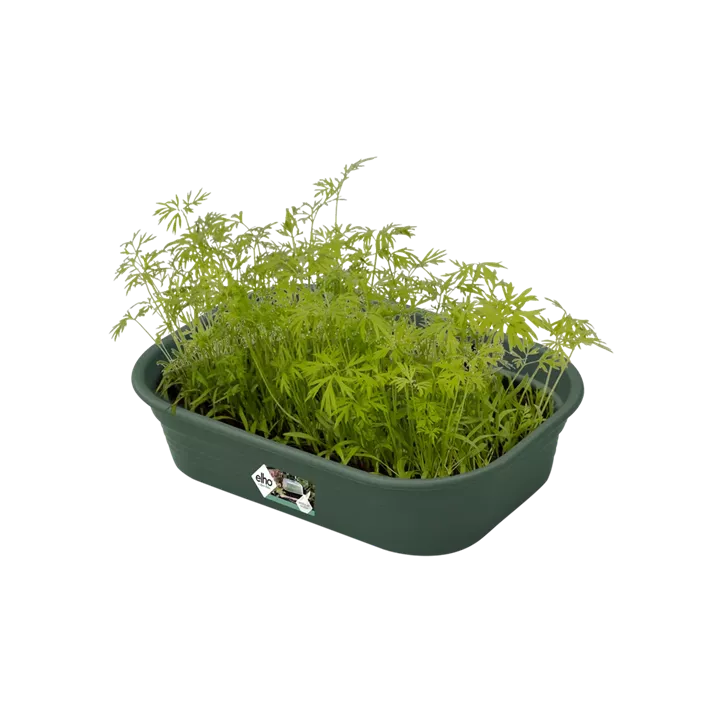 Green Basics Anzuchtkisterl mit Loch