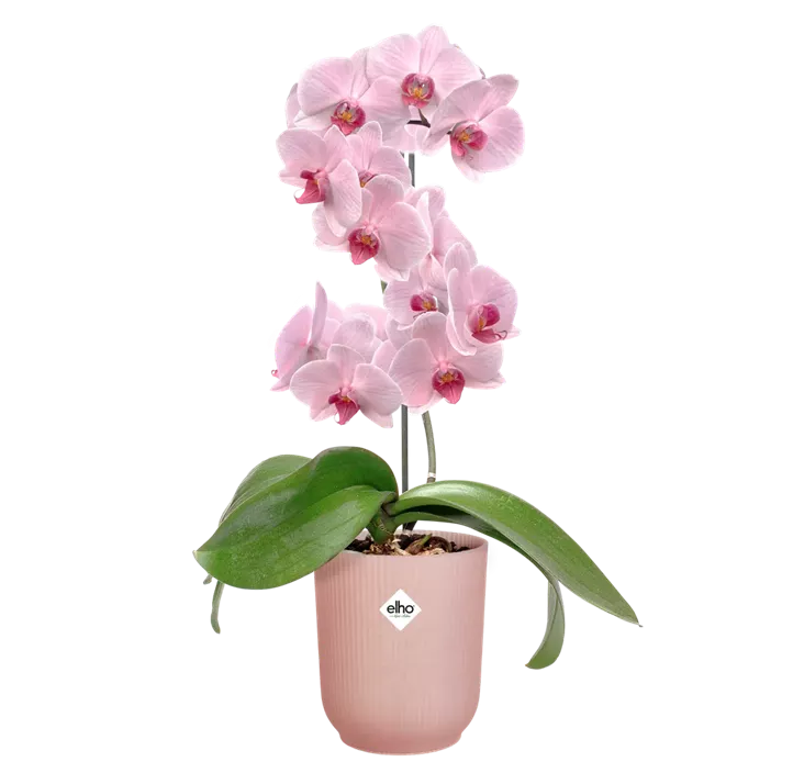 Orchideentopf Vibes Fold