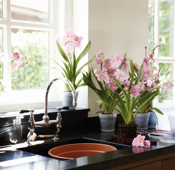 Orchideen-Kulturtopf Green Basics