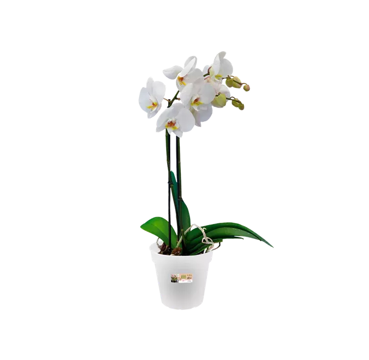 Orchideen-Kulturtopf Green Basics